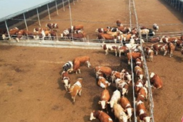 臨沂市沂水縣：巧用種養(yǎng)循環(huán) “犇”向共富路